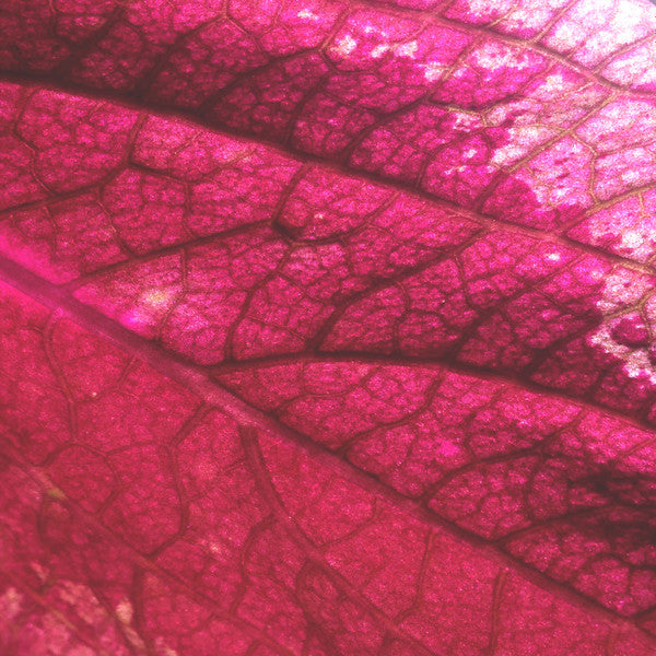 Røgsignal : Bodies (LP, Album)