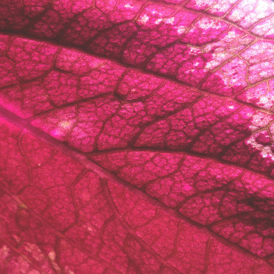 Røgsignal : Bodies (LP, Album)