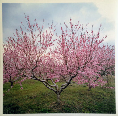 Washed Out : Within And Without (LP, Album, 180)